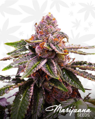 Durban Cookies