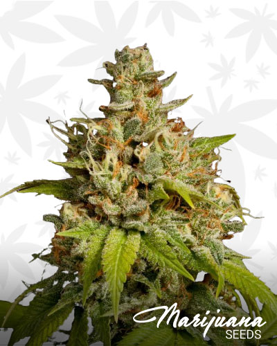 Durban Poison