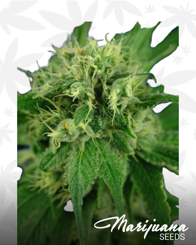 Durban Princess