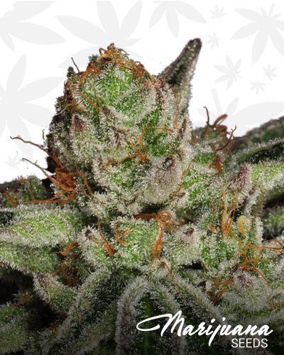 East Coast Alien