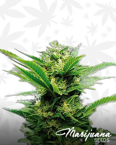 Emerald Jack