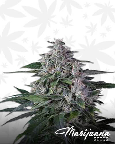 Fire Haze