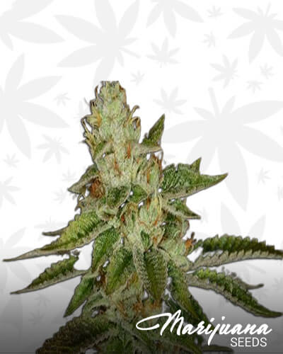 Firewalker OG