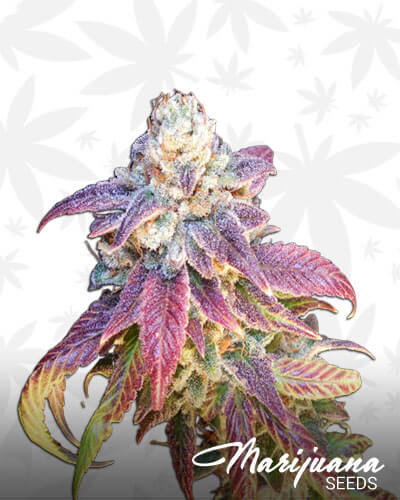 Forbidden Fruit