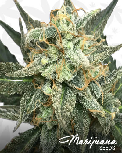 Fruit Punch
