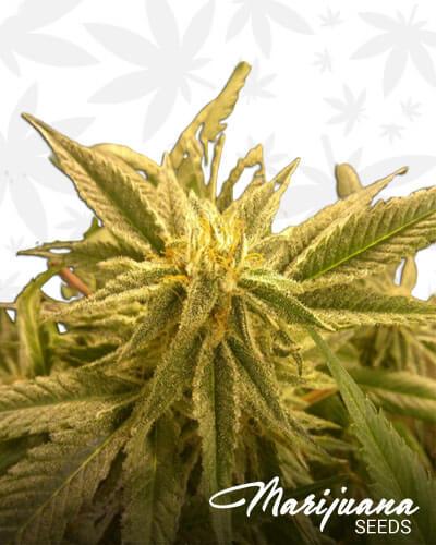 G13