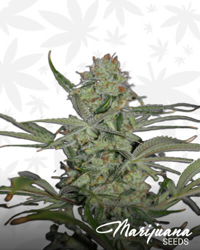 Galactic Jack