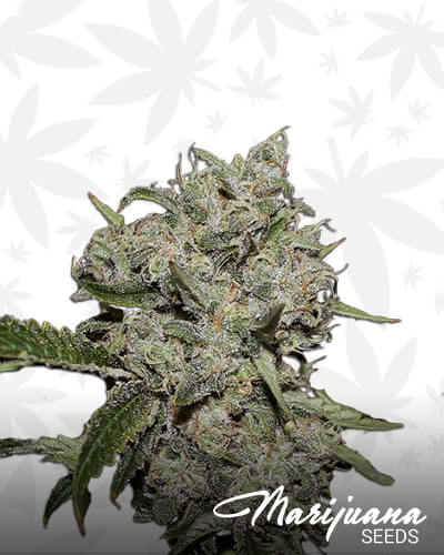 Ghost Train Haze