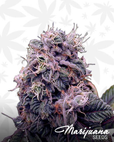 Gooberry Strain