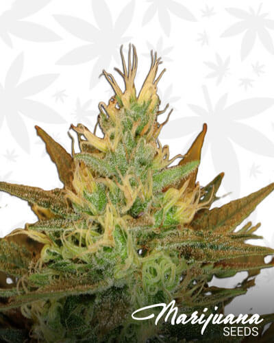 Golden Tangie