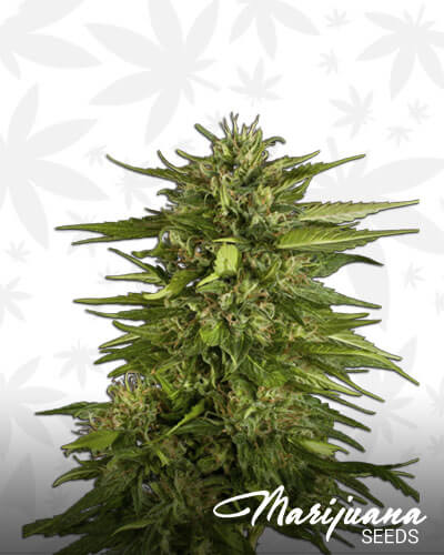 Grapefruit Haze