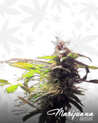 Green Crack Extreme