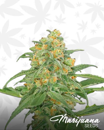 Green Crack