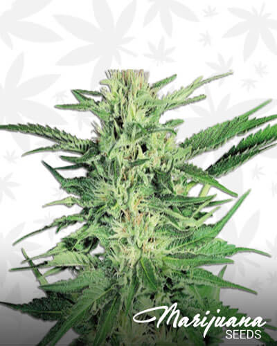 Green Haze