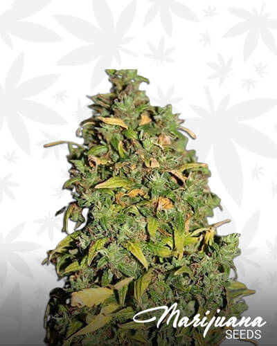 Hai Fantasy Strain