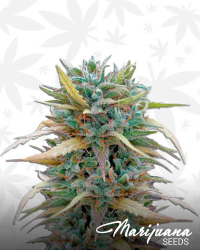 Hashplant Haze