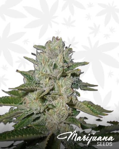 Hawaiian Diesel