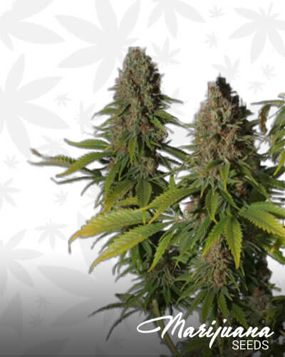 Hawaiian Haze
