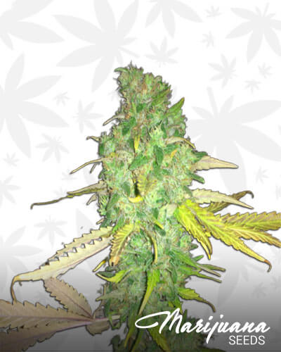 Hawaiian Mayan Gold