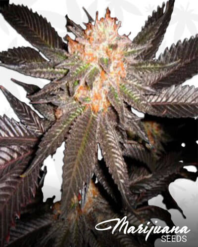 hawaiian punch strain