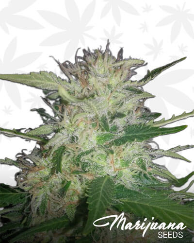 Haze Berry
