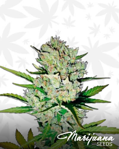 Haze Wreck Strain