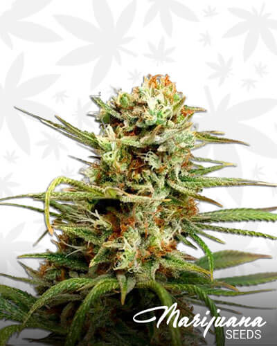 Hempstar