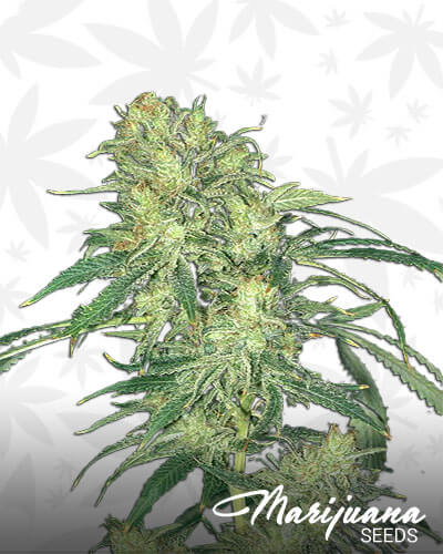 Hindu Skunk