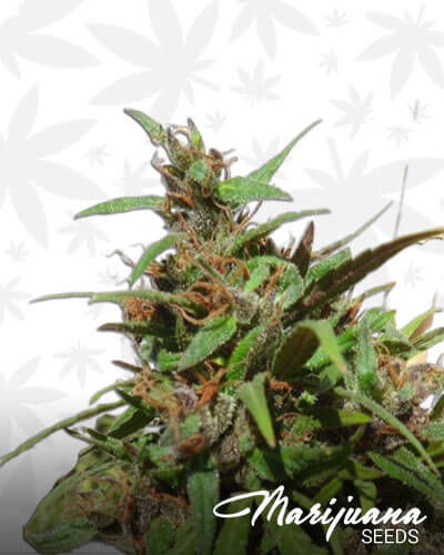 Honduras Strain
