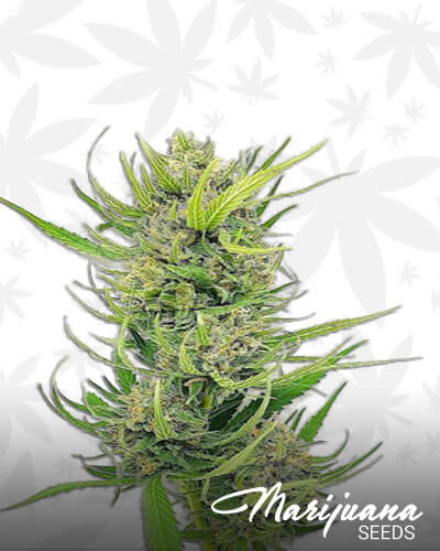 Incredible Hulk