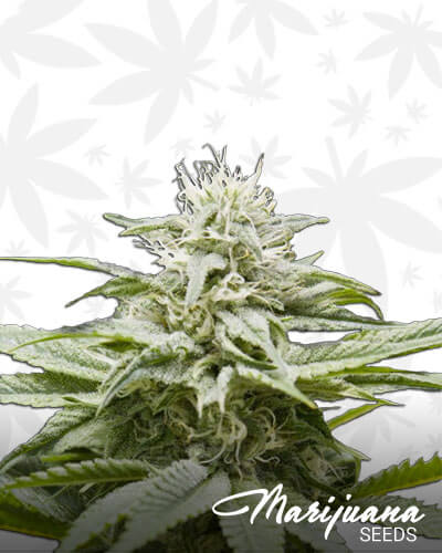 Island Maui Haze 1