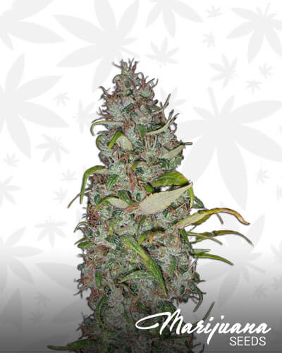 Island Sweet SKunk