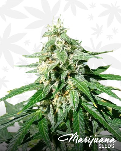 Jack Herer 1