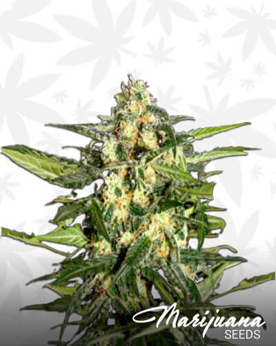 Jack Herer