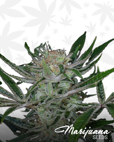 Jack The Ripper