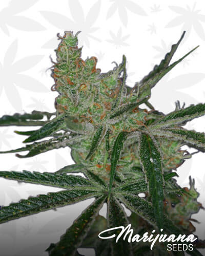 Jack’s Cleaner Strain