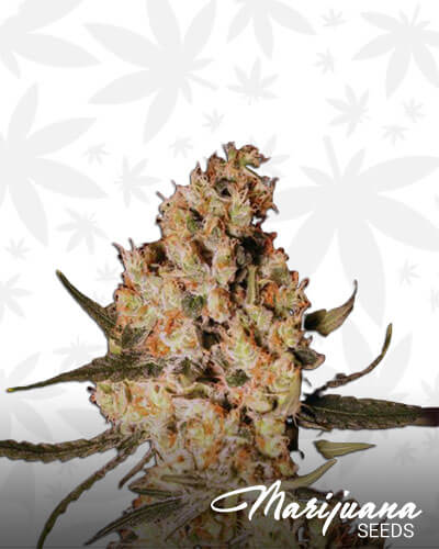 Jamaican Dream