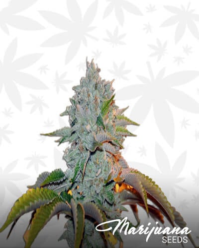 Jedi Kush