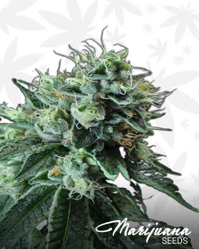 Jesus OG