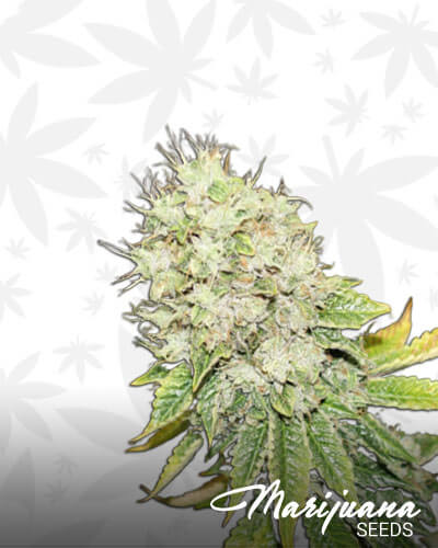 Karmarado OG