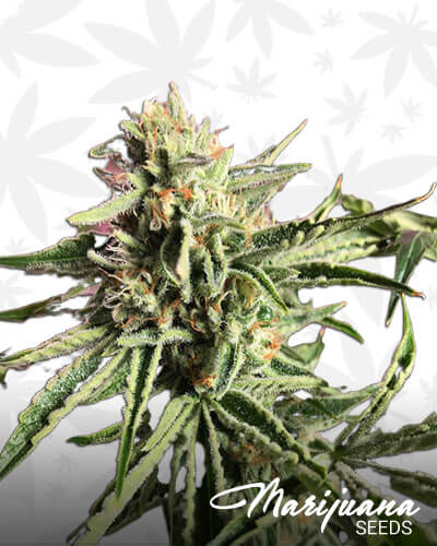 Katsu Kush strain