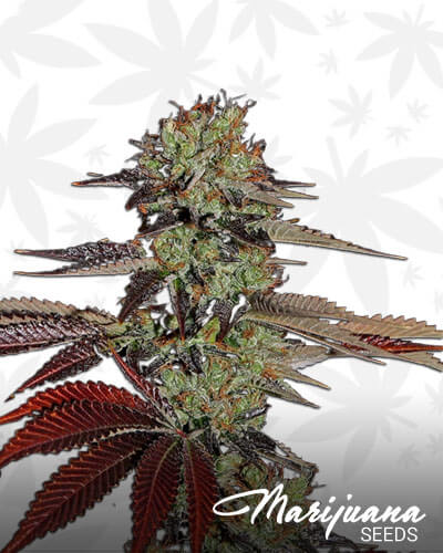 King’s Kush