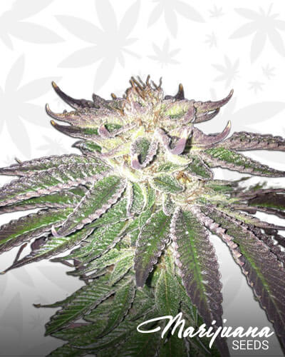 Kubbie Kush