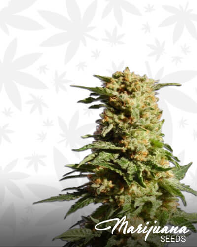 La Blanca Gold