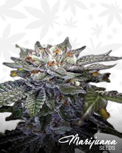 Las Vegas Purple Kush BX strain