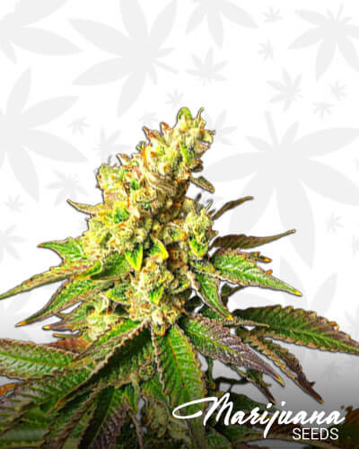 Lemon Meringue Strain