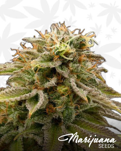 Lemon Thai