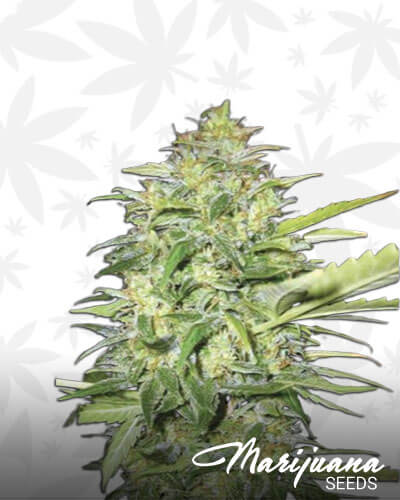 Lime Skunk