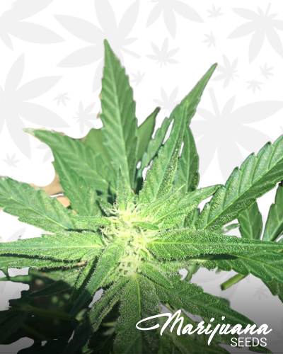 Lowryder and AK47 strains