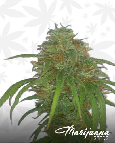 Maui Citrus Punch
